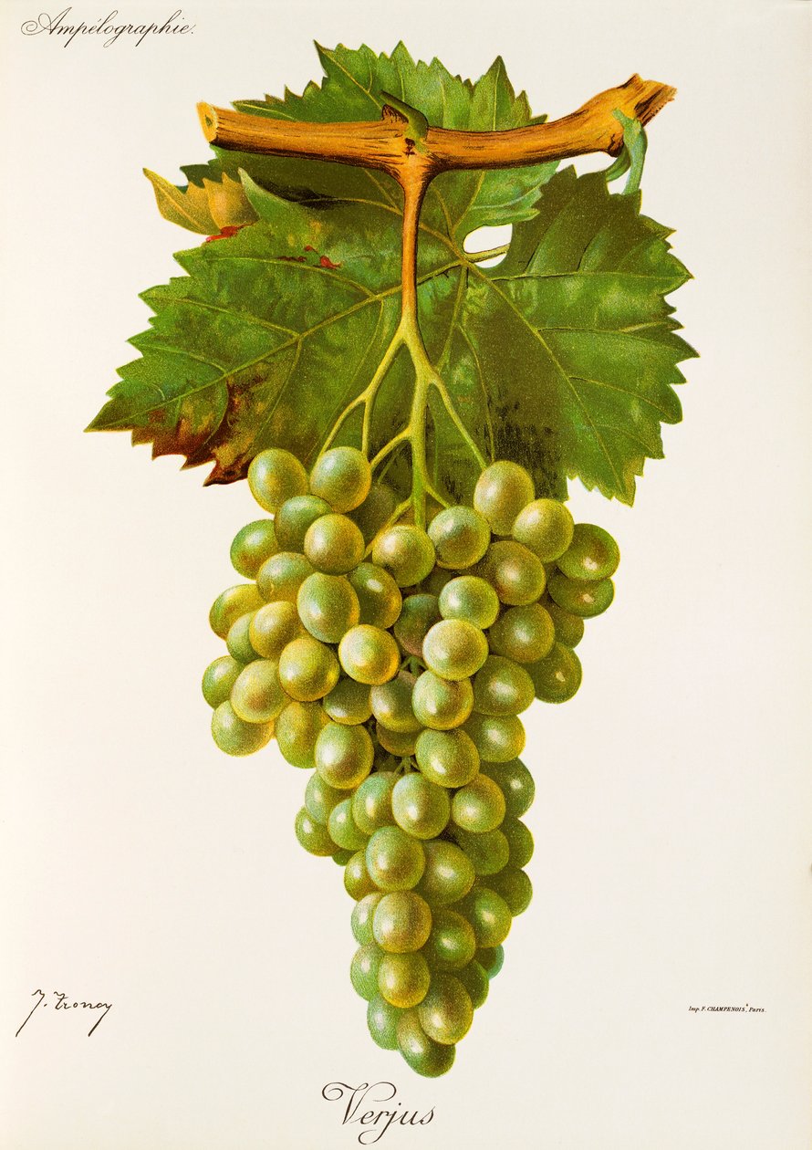 Winogrona Verjus J.Troncy autorstwa Jules Troncy