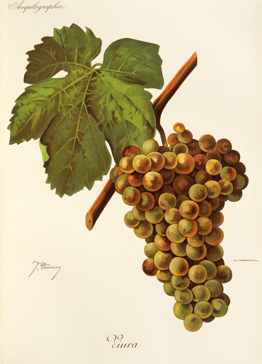 Winogrona Viura J.Troncy autorstwa Jules Troncy