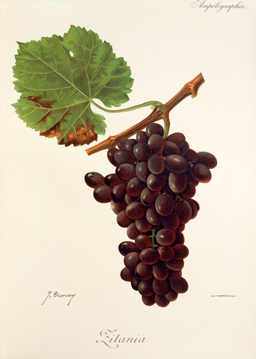 Winogrona Zitania J.Troncy autorstwa Jules Troncy