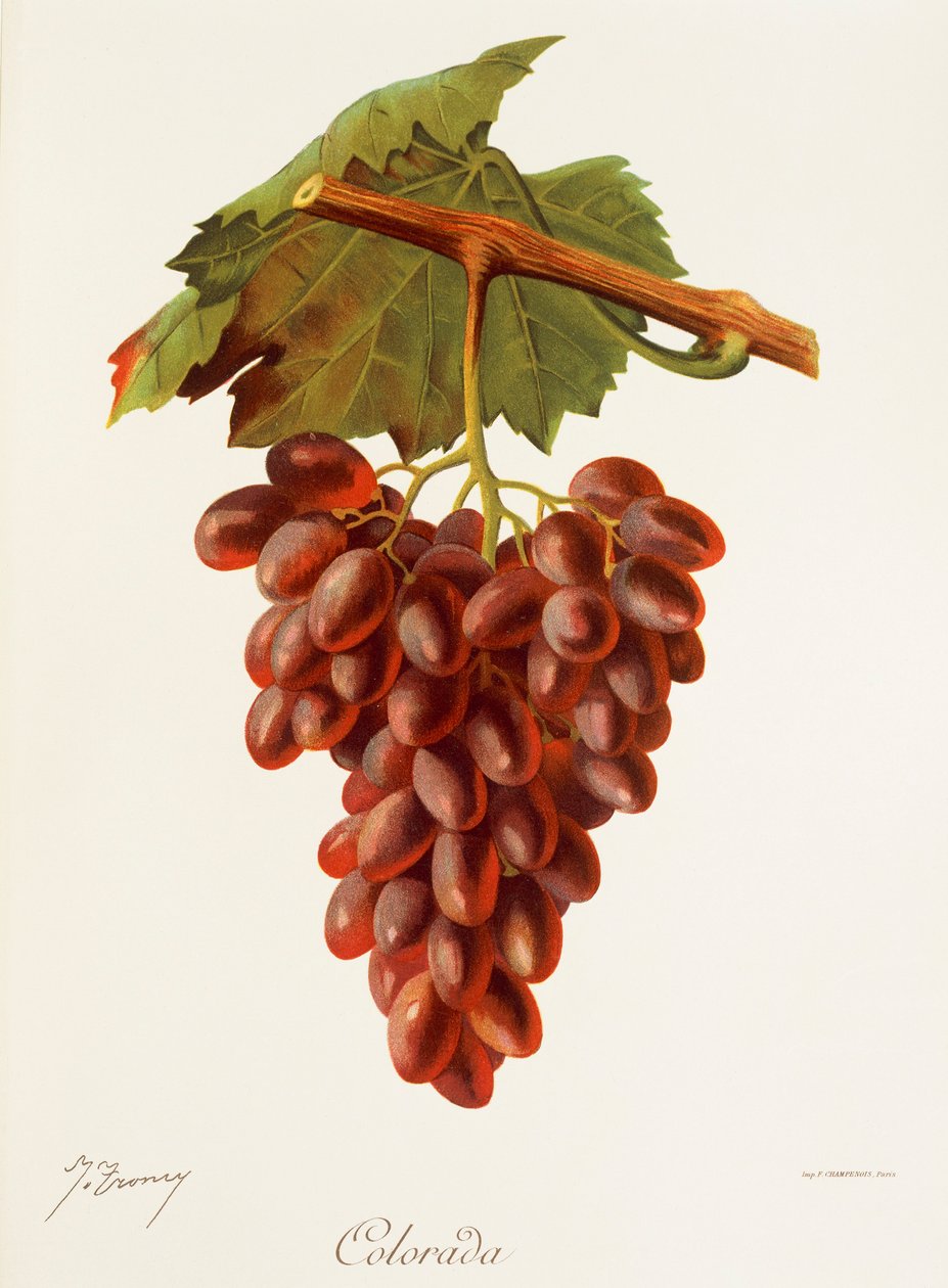 winogrono colorada J.Troncy autorstwa Jules Troncy