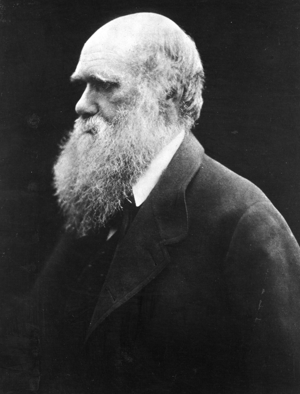 Karol Darwin, ok.1870 autorstwa Julia Margaret Cameron