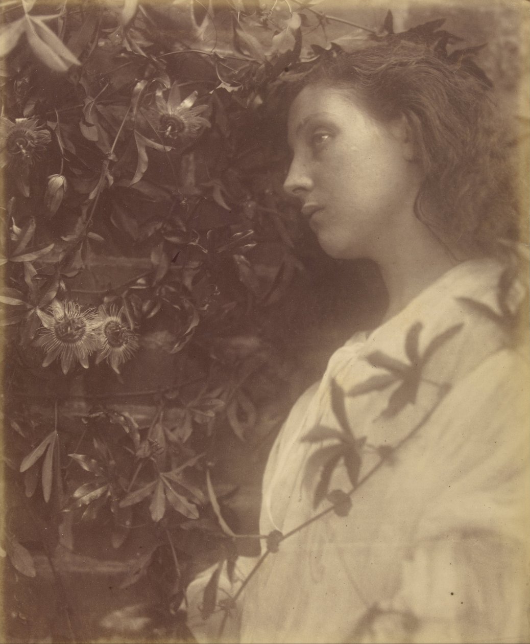 Maud Spadła wspaniała Łza Z Kwiatu Męki przy Bramie autorstwa Julia Margaret Cameron