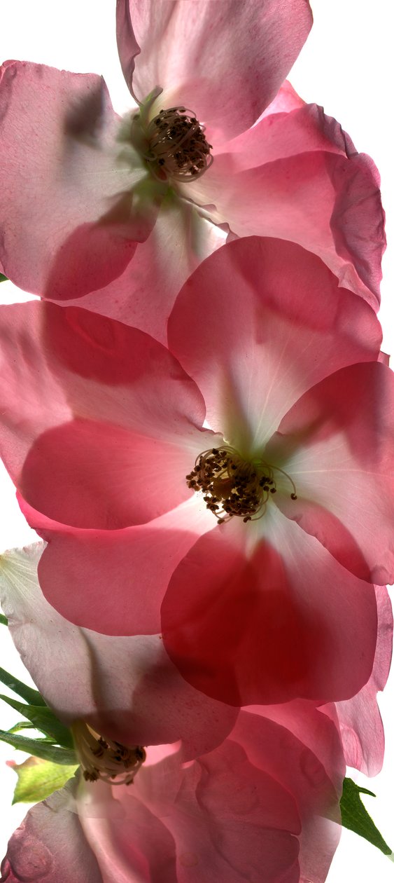 Alice Rose Trio, 2014, (fotogram cyfrowy, oryginalny druk cyfrowy) autorstwa Julia McLemore