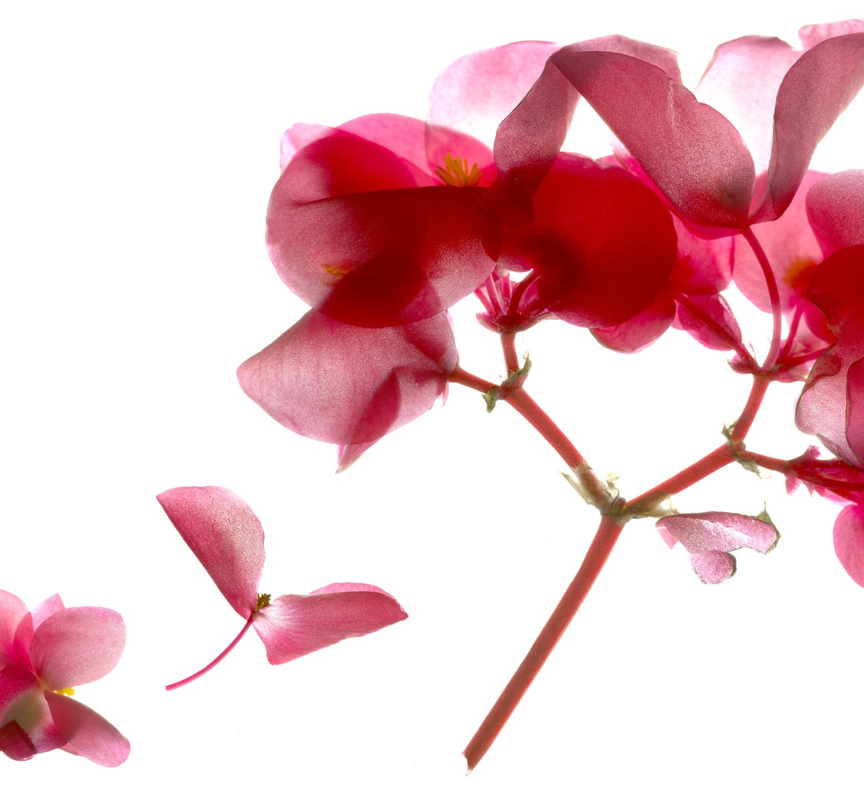 Begonia różowa VII (fotogram cyfrowy, odbitka oryginalna cyfrowa) autorstwa Julia McLemore