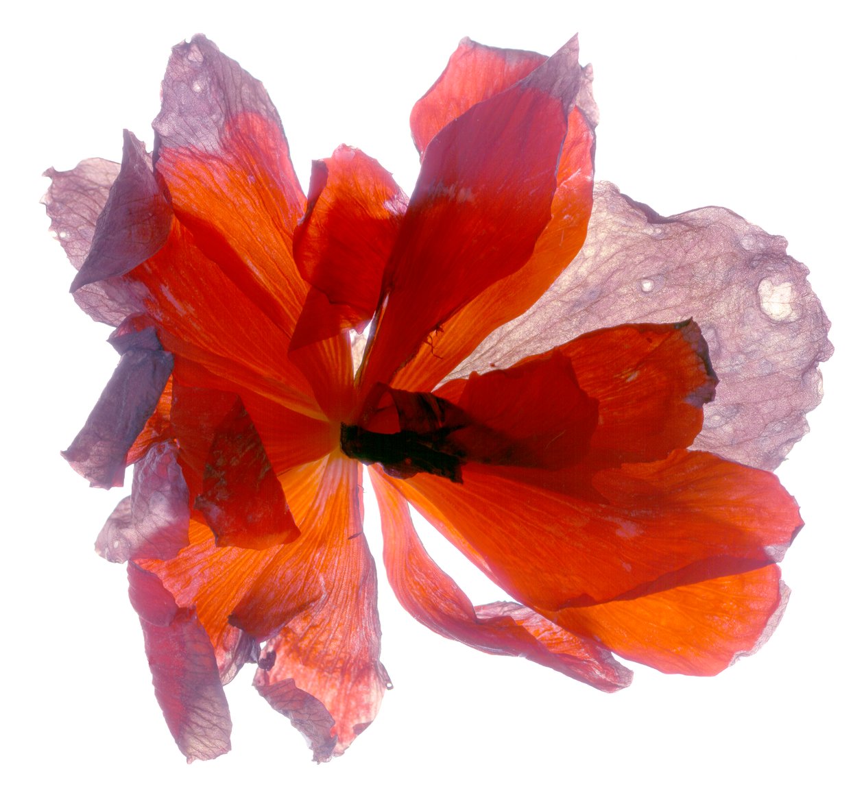 Begonia Okrągła (fotogram cyfrowy, cyfrowa odbitka oryginalna) autorstwa Julia McLemore