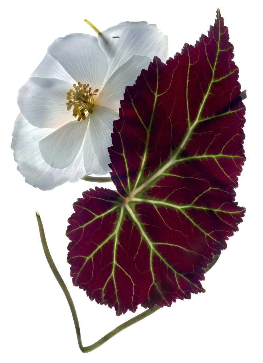Begonia Biała (fotogram cyfrowy, oryginalny druk cyfrowy) autorstwa Julia McLemore