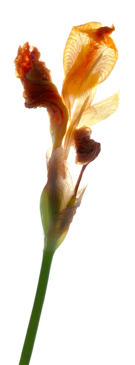 Iris Yellow, 2011, (fotogram cyfrowy, oryginalny druk cyfrowy) autorstwa Julia McLemore