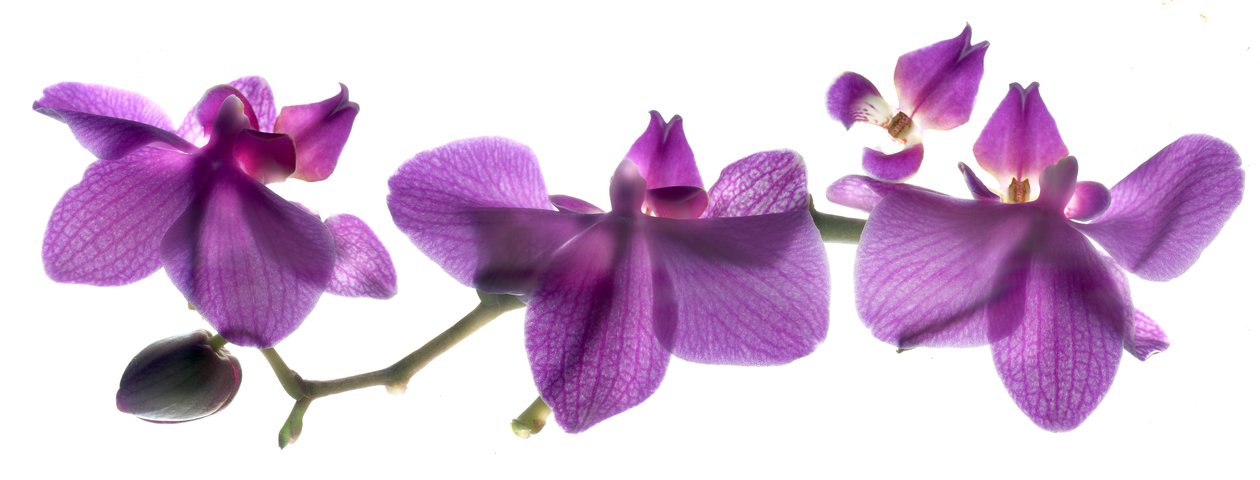 Wiersz orchidei autorstwa Julia McLemore