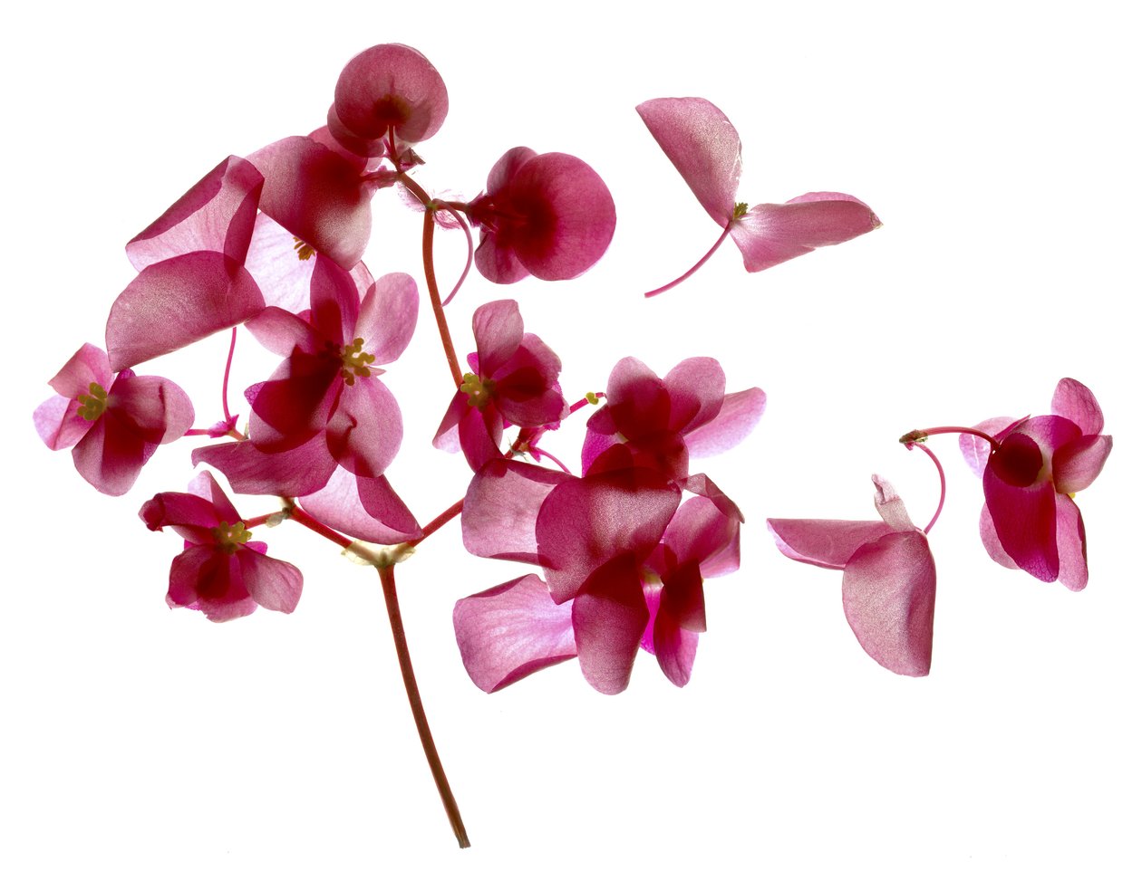 Różowa Begonia I (fotogram cyfrowy, oryginalny druk cyfrowy) autorstwa Julia McLemore