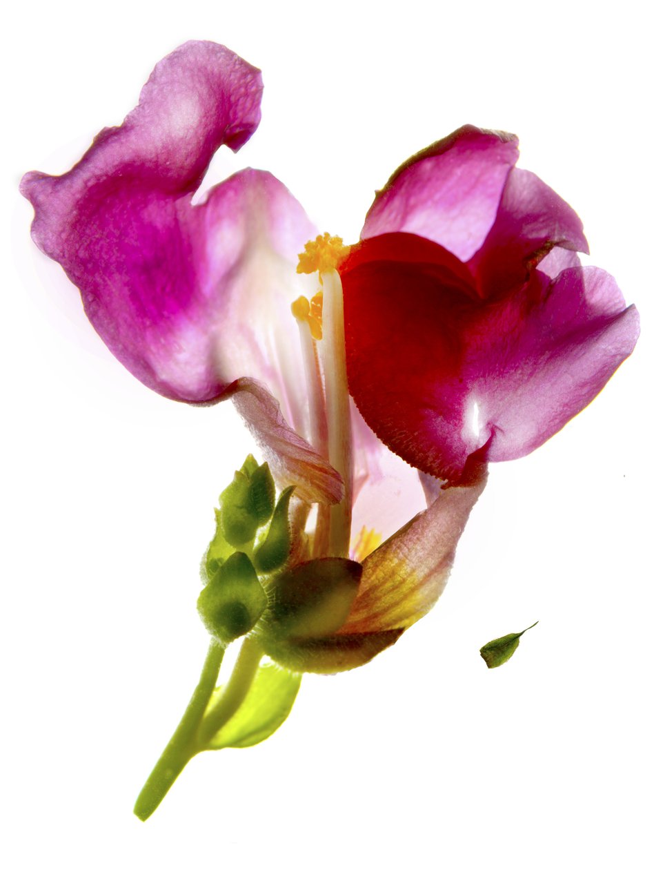 Snapdragon Pink (fotogram cyfrowy, oryginalny nadruk cyfrowy) autorstwa Julia McLemore
