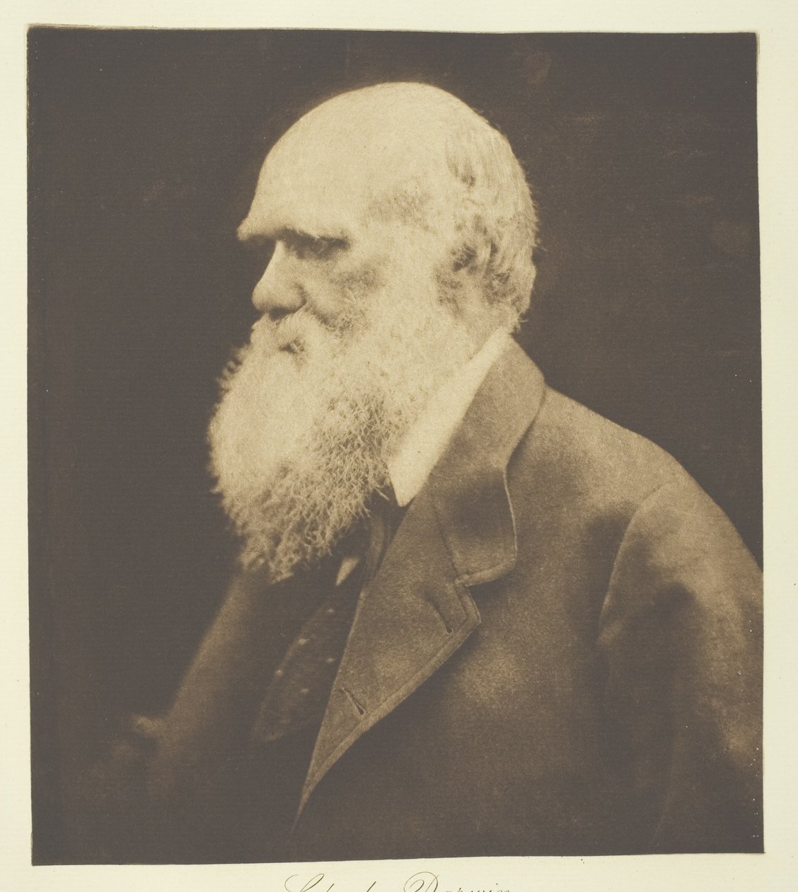 Karol Darwin autorstwa Julia Margaret Cameron