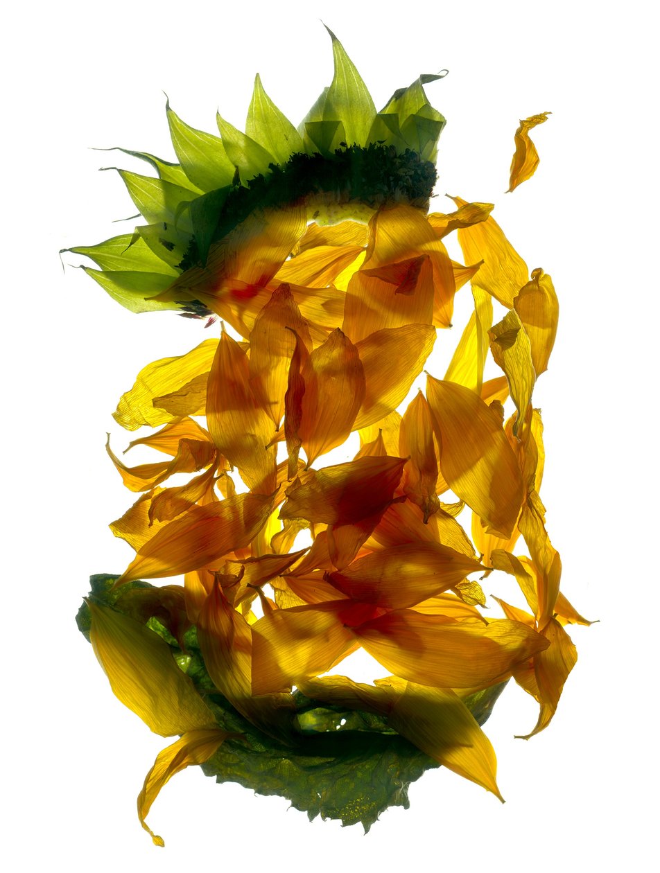 Chiquita Sunflower (fotogram cyfrowy, oryginalny druk cyfrowy) autorstwa Julia McLemore