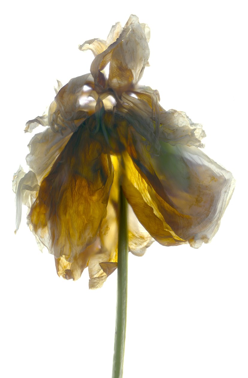Peony Stand White (fotogram cyfrowy, oryginalny druk cyfrowy) autorstwa Julia McLemore