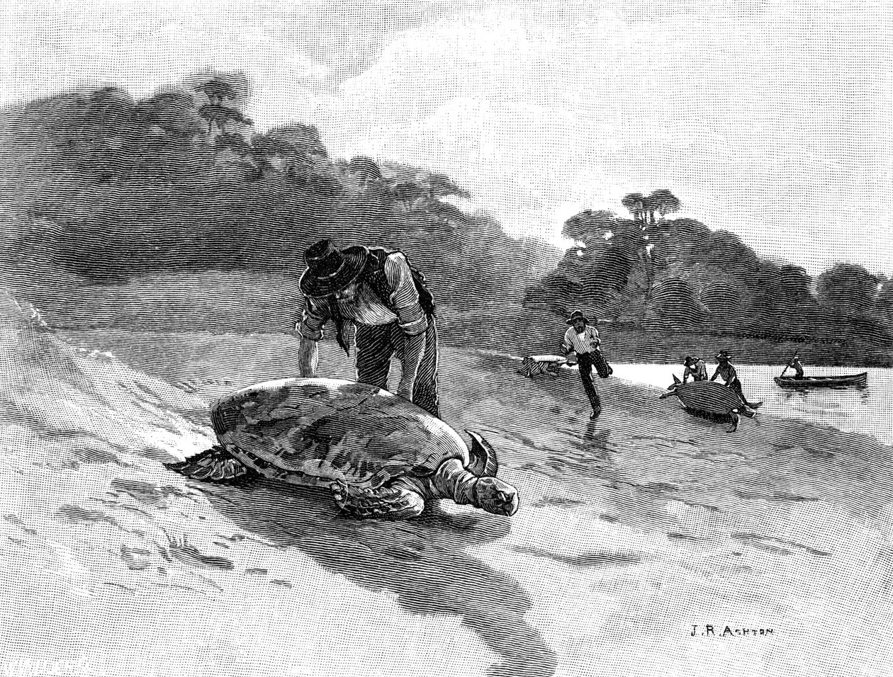 Łapanie żółwia, 1886. autorstwa Julian Ashton