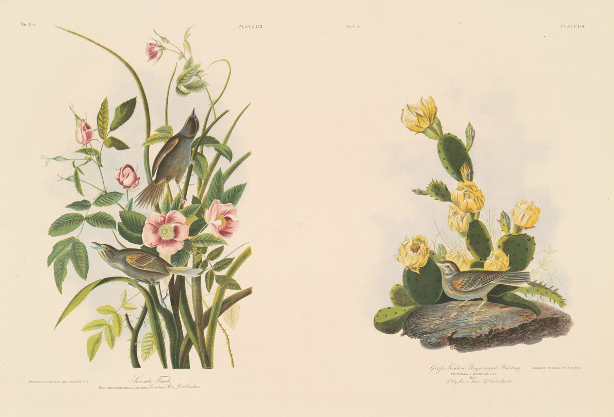 Dziwonia nadmorska; i Grafs Finch lub Bay-Winged Bunting autorstwa Julius Bien after John James Audubon