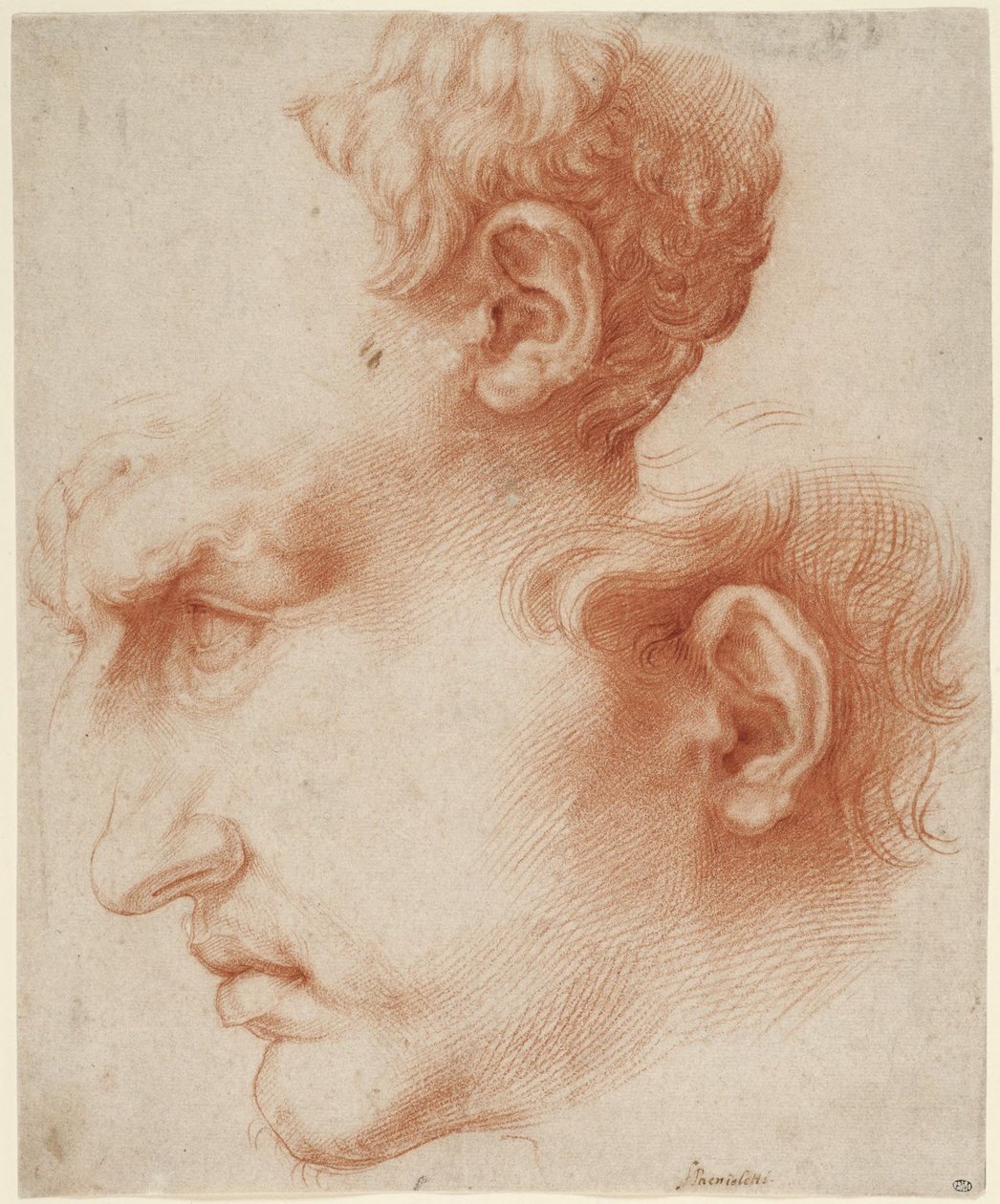 Studien eines männlichen Kopfes im Profil autorstwa Jusepe de Ribera