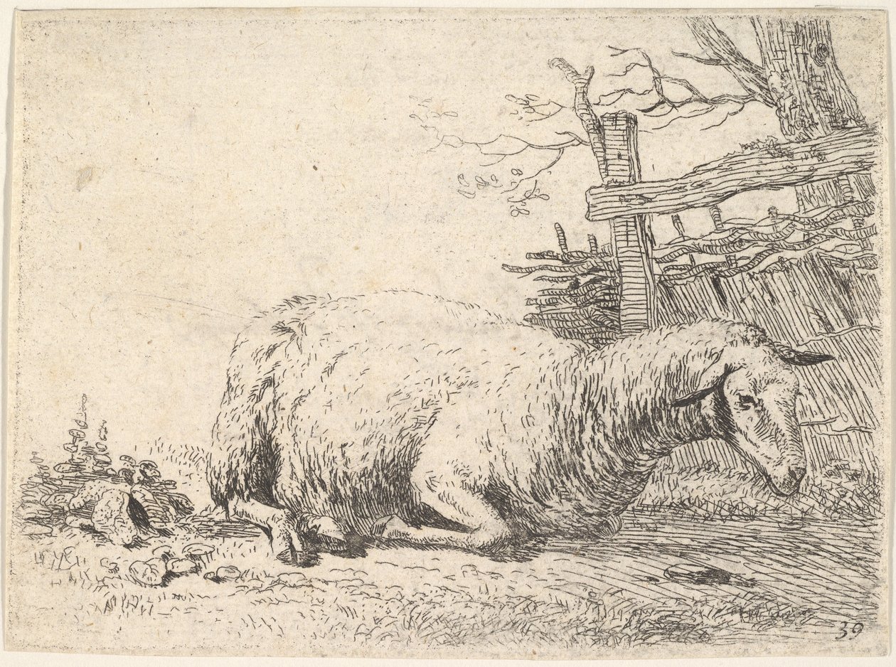 Owca leżąca z nogami podwiniętymi pod ciałem przy drewnianym płocie, ona…, ca. 1655. autorstwa Karel Du Jardin