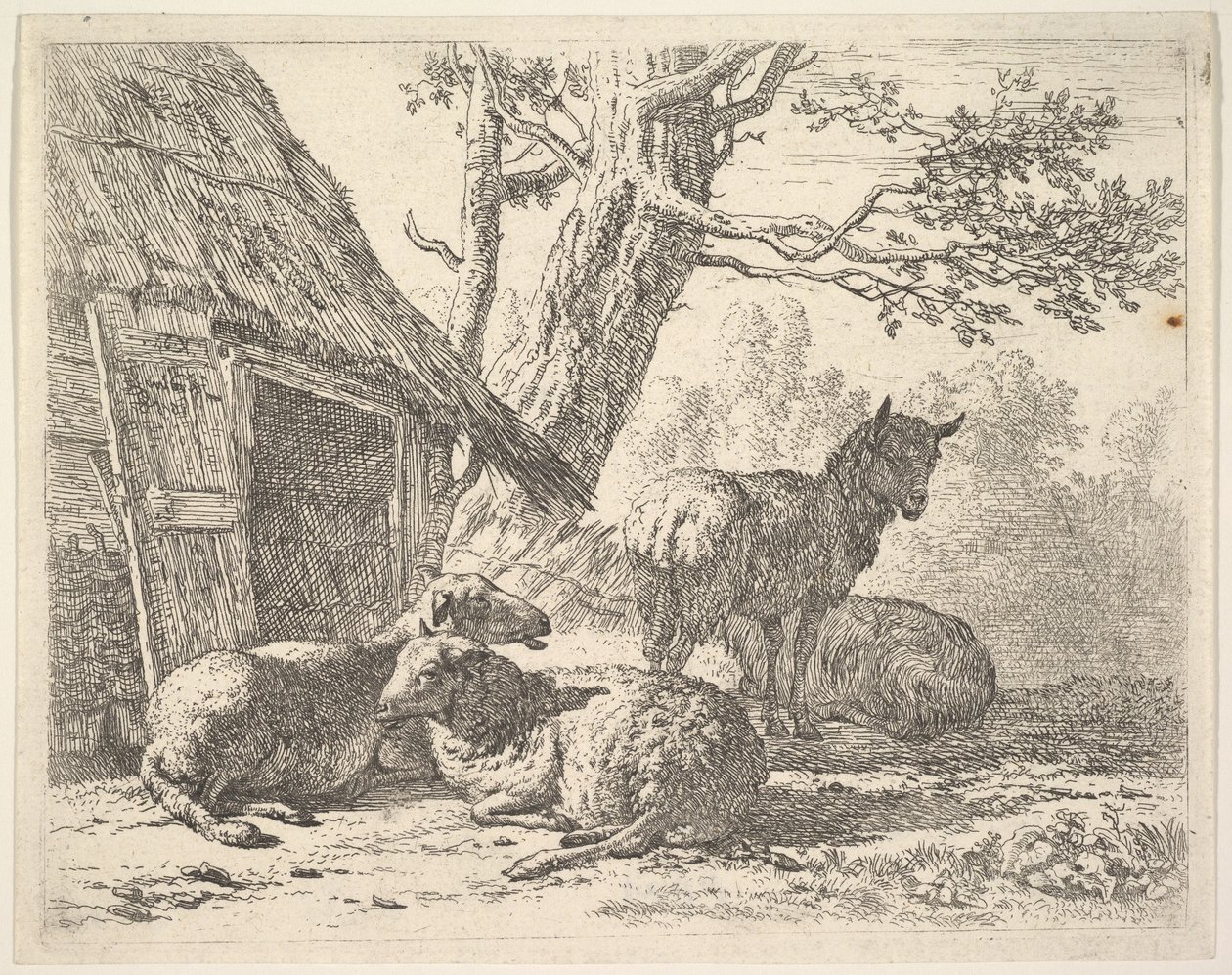 Cztery owce, jedna owca stoi wśród trzech innych leżących na ziemi obok szopy z tr..., 1658. autorstwa Karel Du Jardin