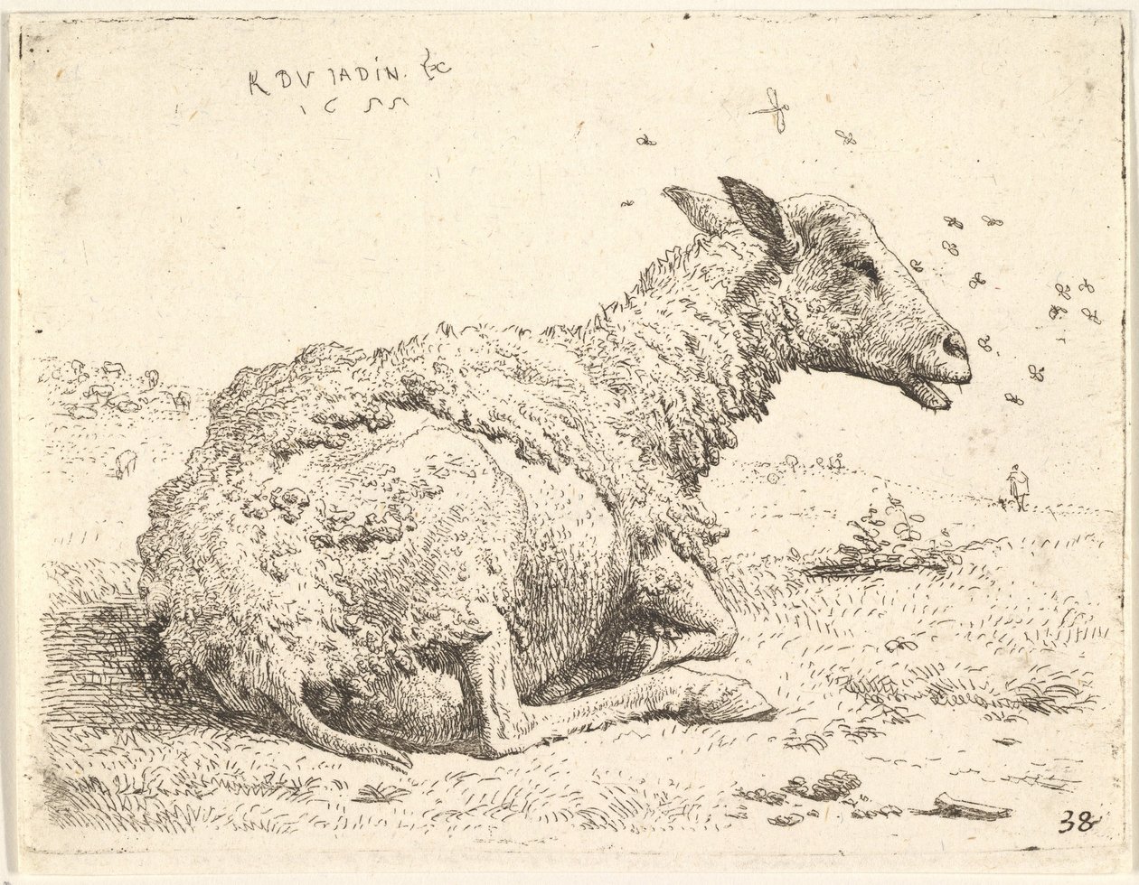 Częściowo strzyżone owce leżące w trawie z owadami unoszącymi się wokół głowy, 1655. autorstwa Karel Du Jardin