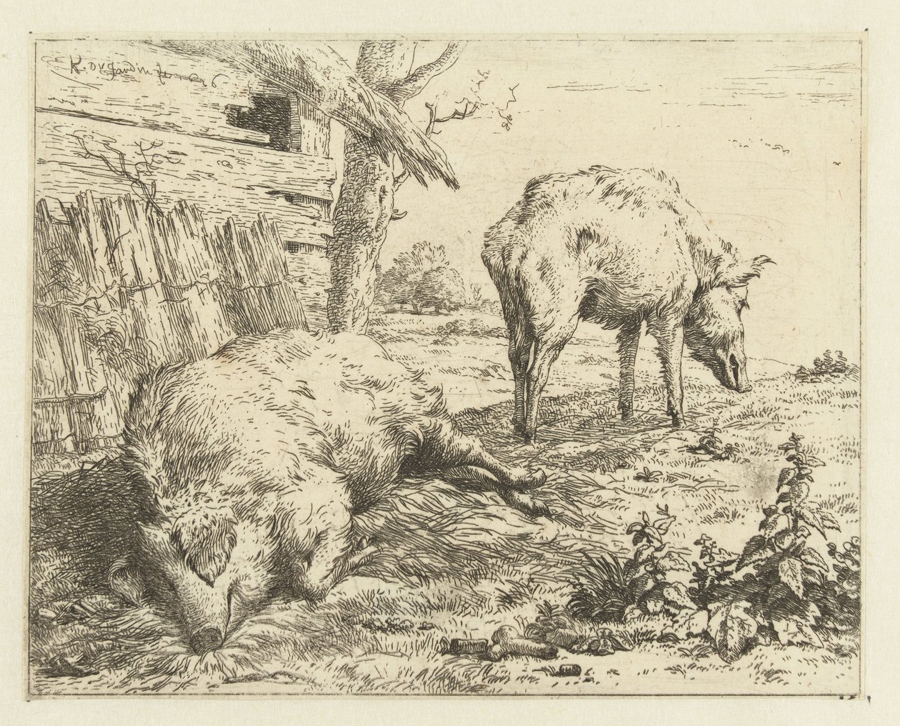 dwa knury autorstwa Karel Du Jardin