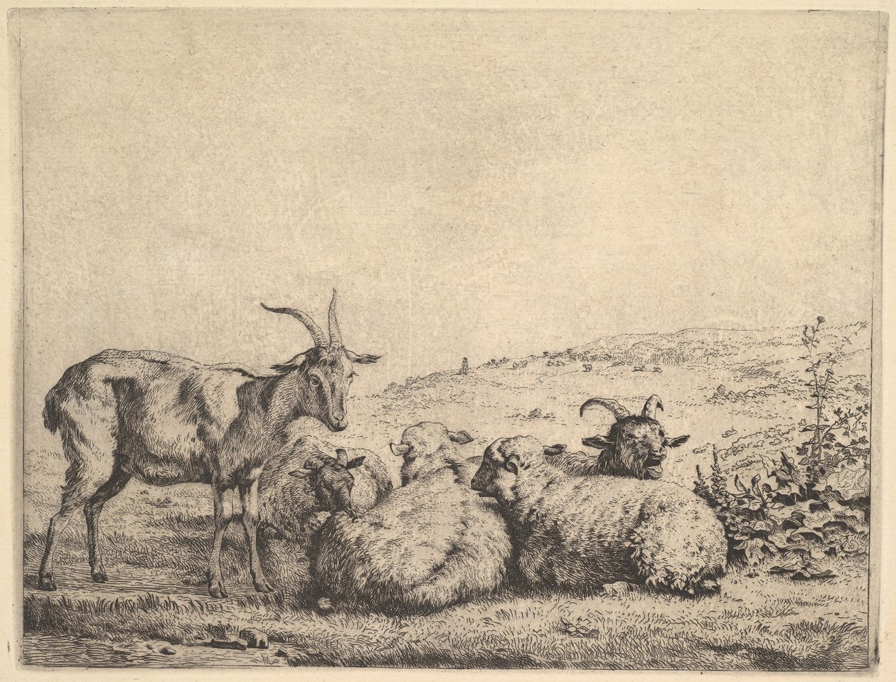Dwie kozy i trzy owce, 1655. autorstwa Karel Du Jardin