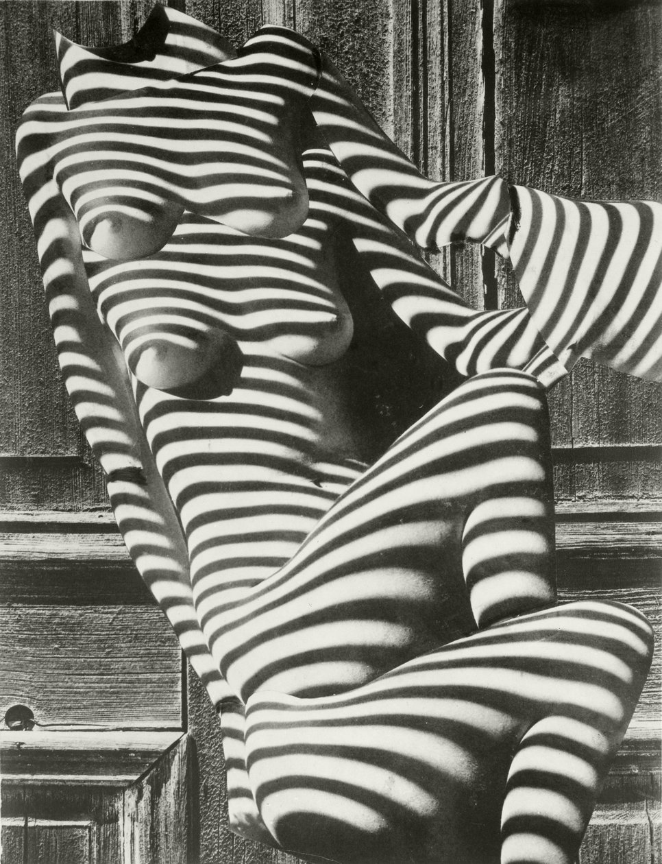 Zebra Ladies autorstwa Karel Teige