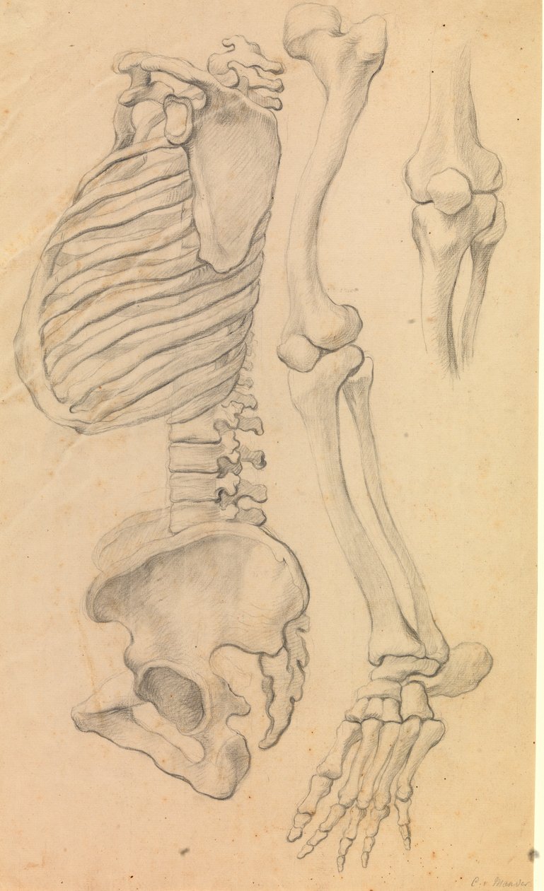 Kręgosłup z klatką piersiową i miednicą, profil w lewo; także kości lewej nogi od biodra do czubka palca i detal kolana. (1662?). autorstwa Karel van III Mander