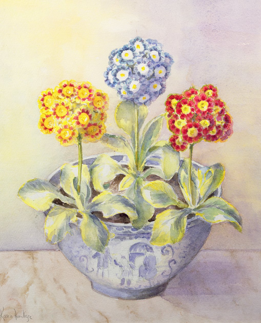 Auricula w chińskim garnku autorstwa Karen Armitage