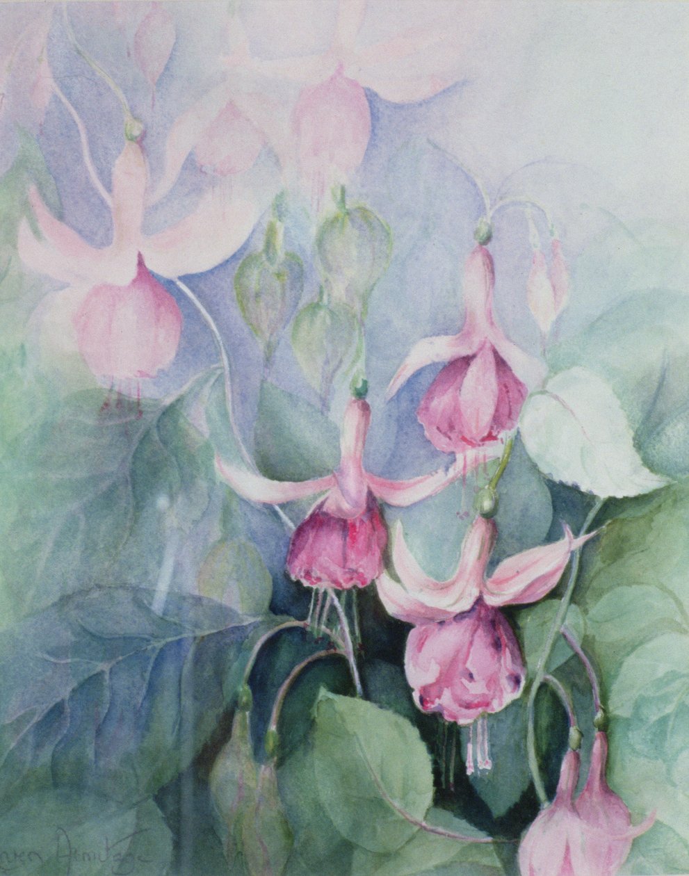 Fuschia, różowy stangret autorstwa Karen Armitage