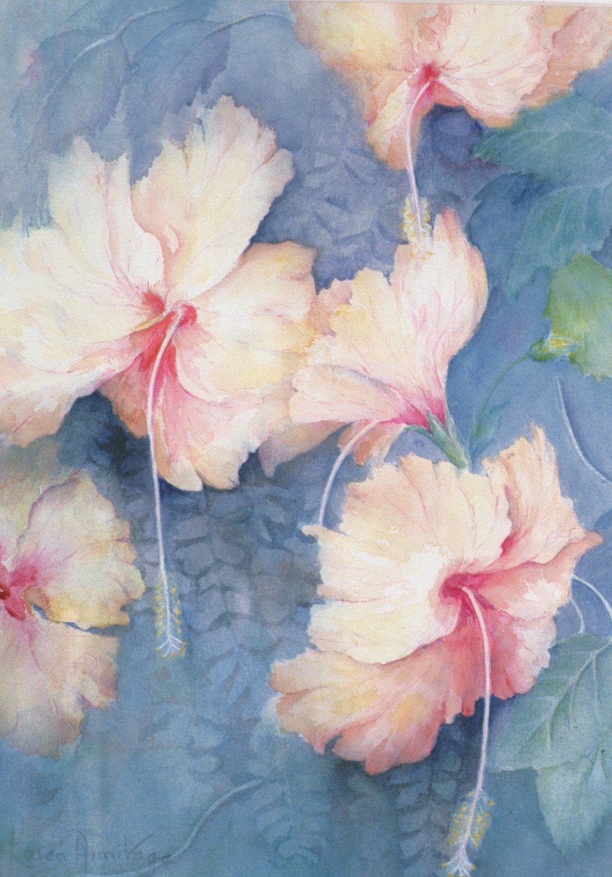 Hibiskus, morela autorstwa Karen Armitage