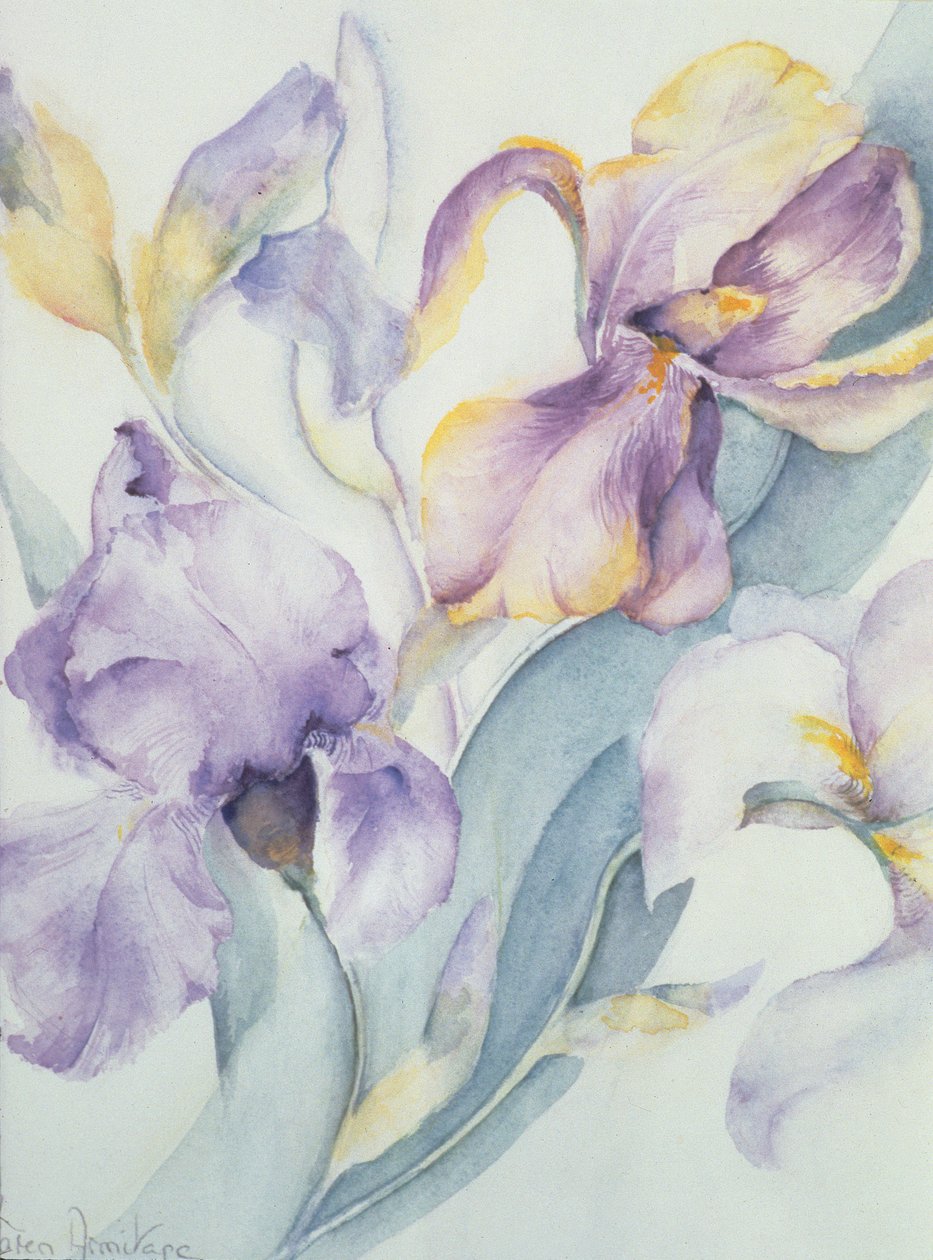 Mieszanka Iris, Ola Kale i Mary Todd autorstwa Karen Armitage