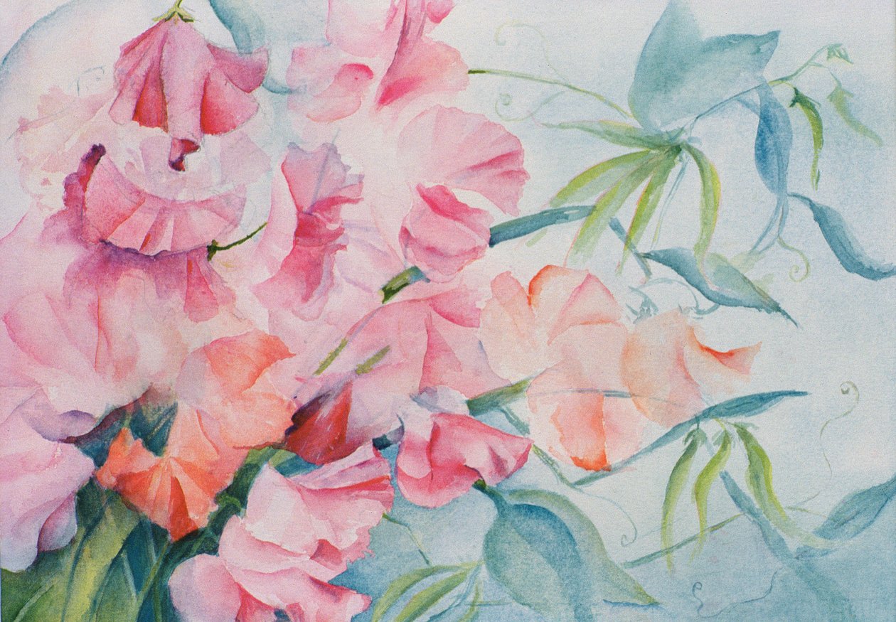 Lathyrus Odoratus, Groszek (poziomo) autorstwa Karen Armitage