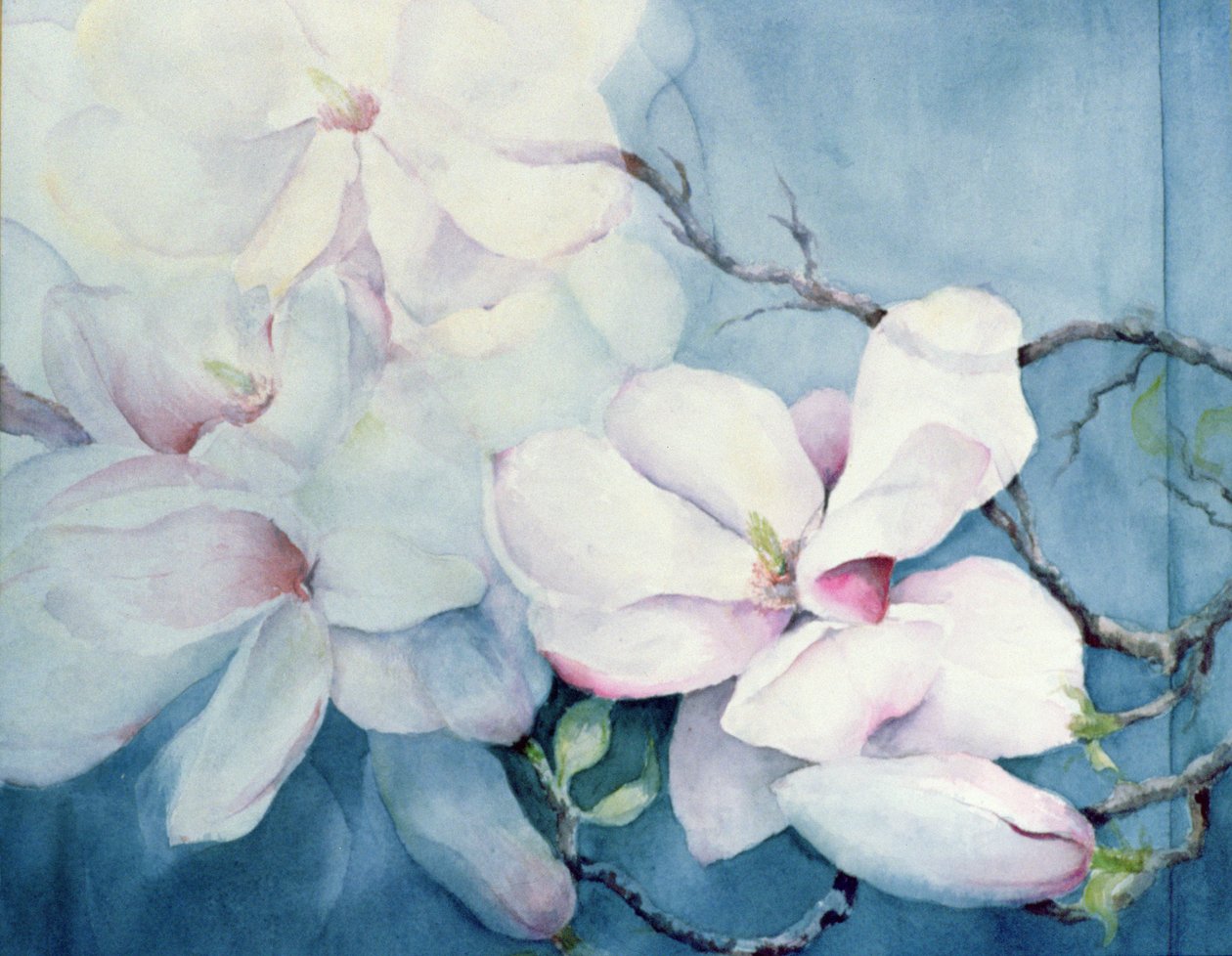 Magnolia Soulangeana (pozioma) autorstwa Karen Armitage