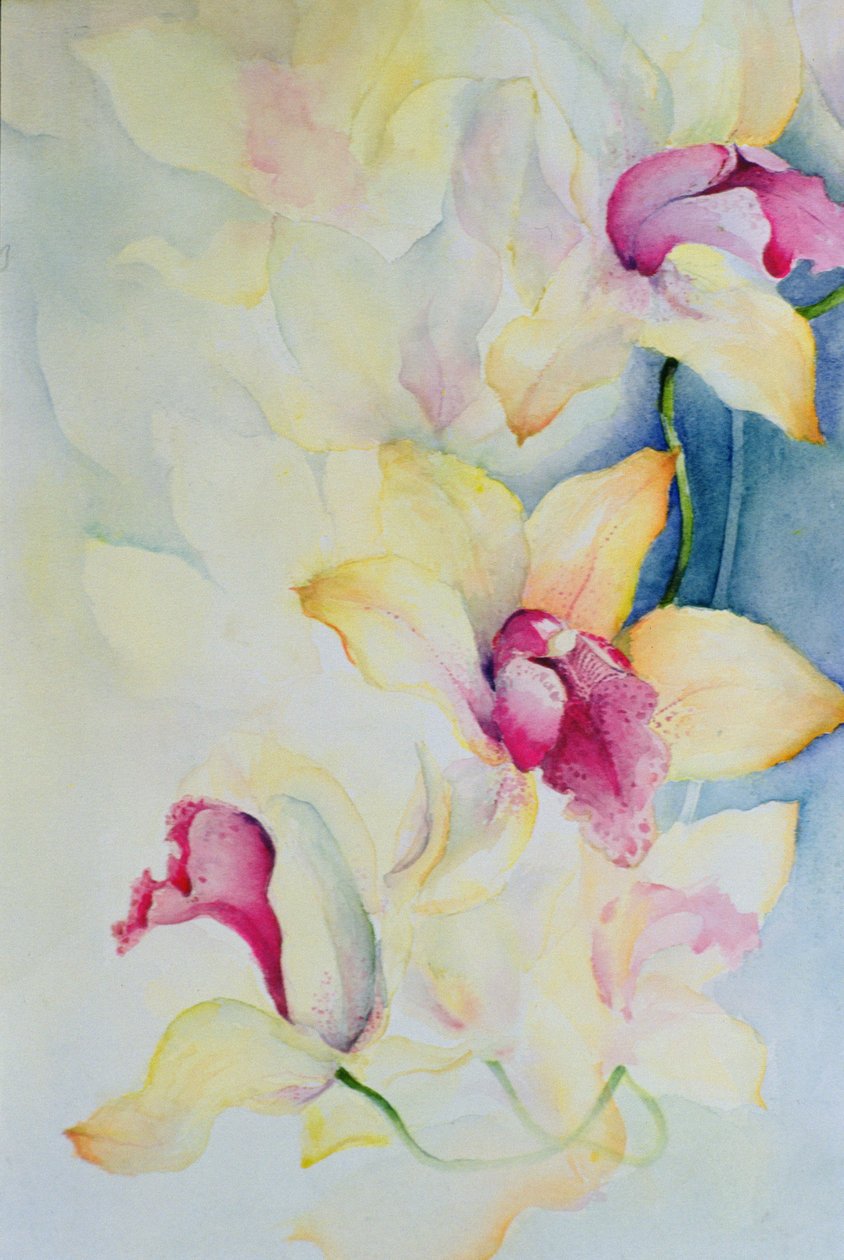 Orchidea, Cymbidium, Książę Karol autorstwa Karen Armitage