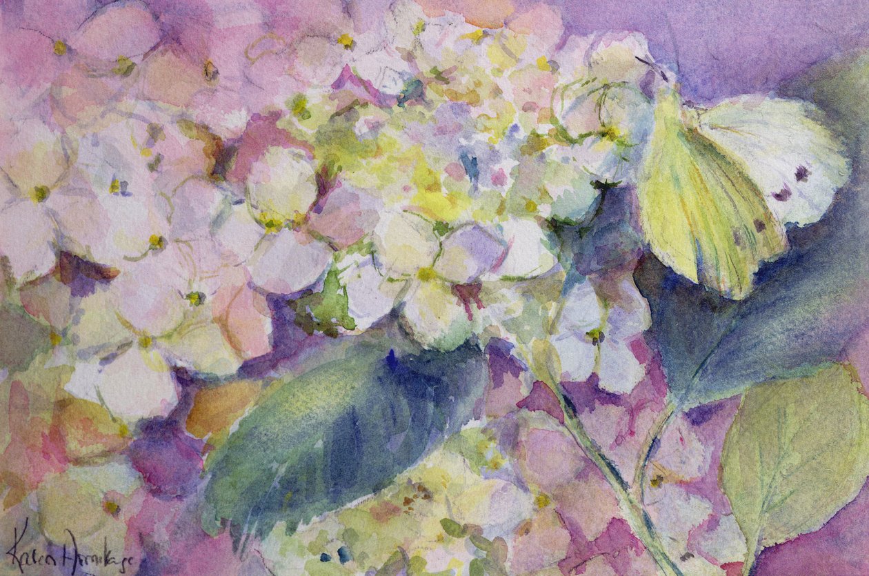 Blady zachmurzony żółty motyl, colias hyale na hortensji autorstwa Karen Armitage