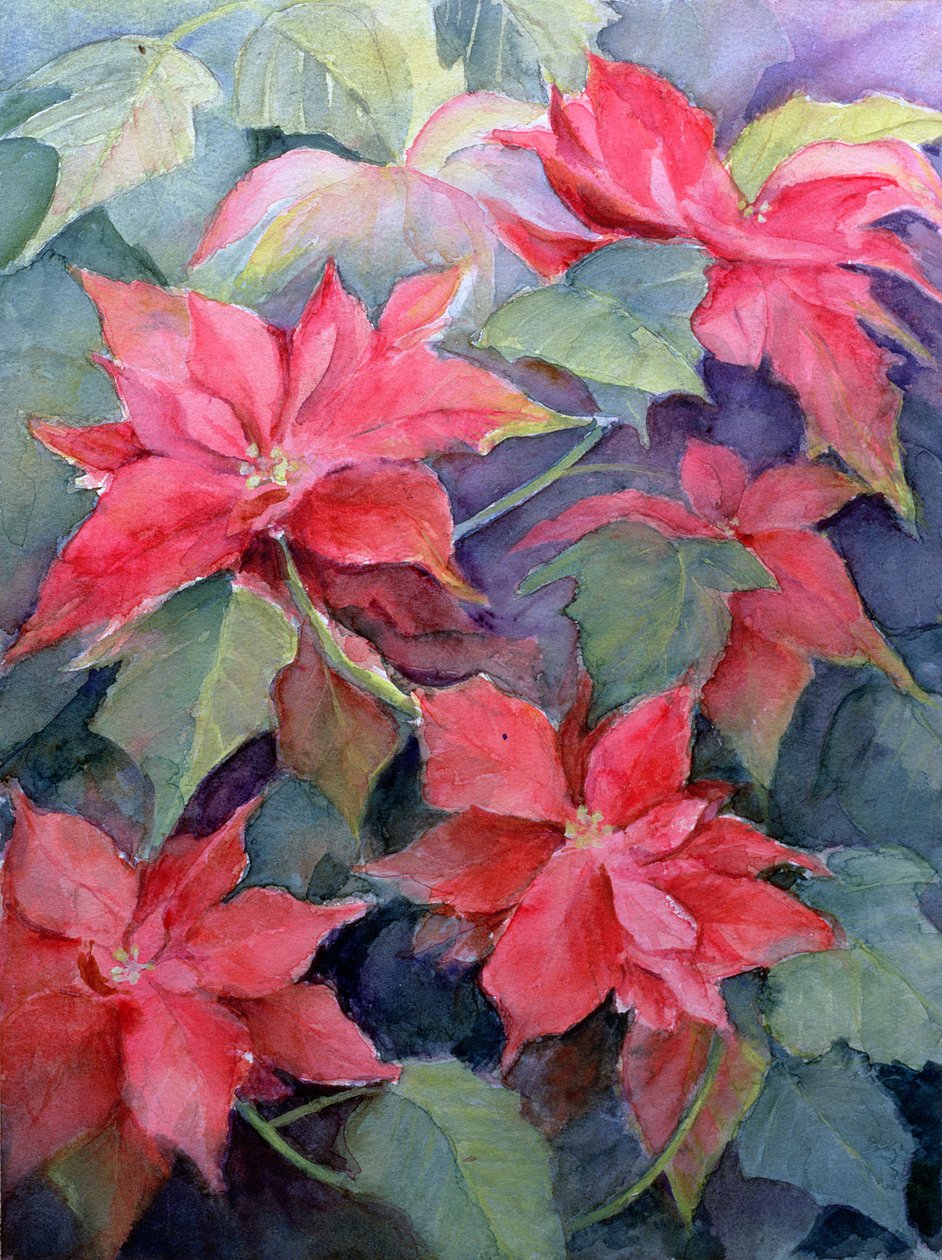 Poinsecja autorstwa Karen Armitage