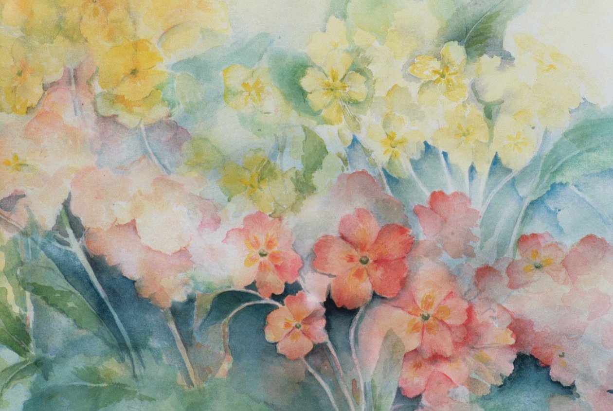 Polyanthus, Mieszane Hybrydy autorstwa Karen Armitage