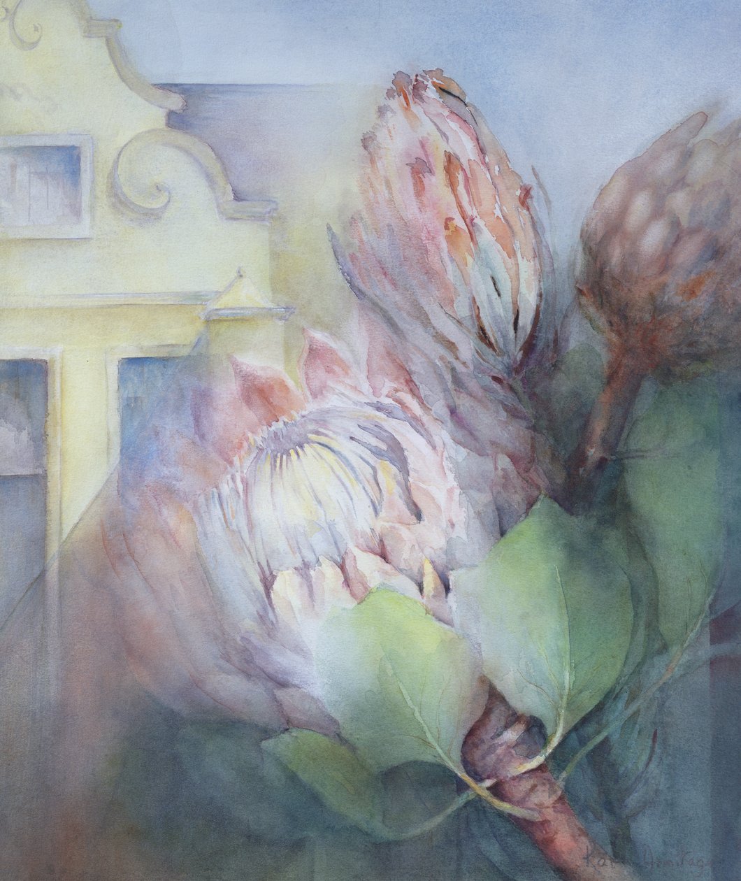 Protea w Stellenbosch, 1992 (wc) autorstwa Karen Armitage