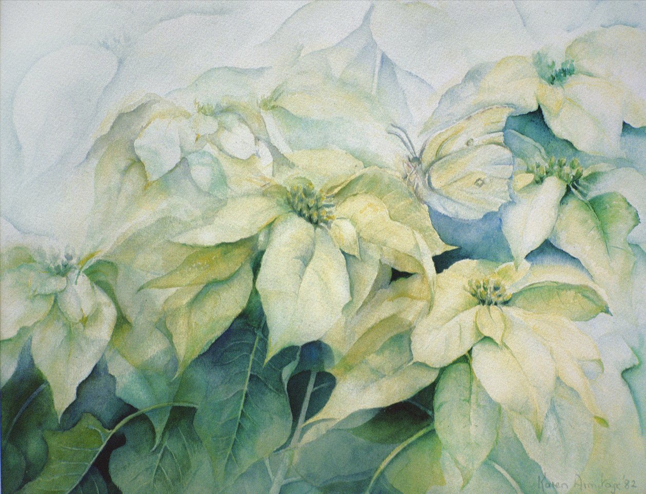 Biała Poinsecja (pozioma) autorstwa Karen Armitage