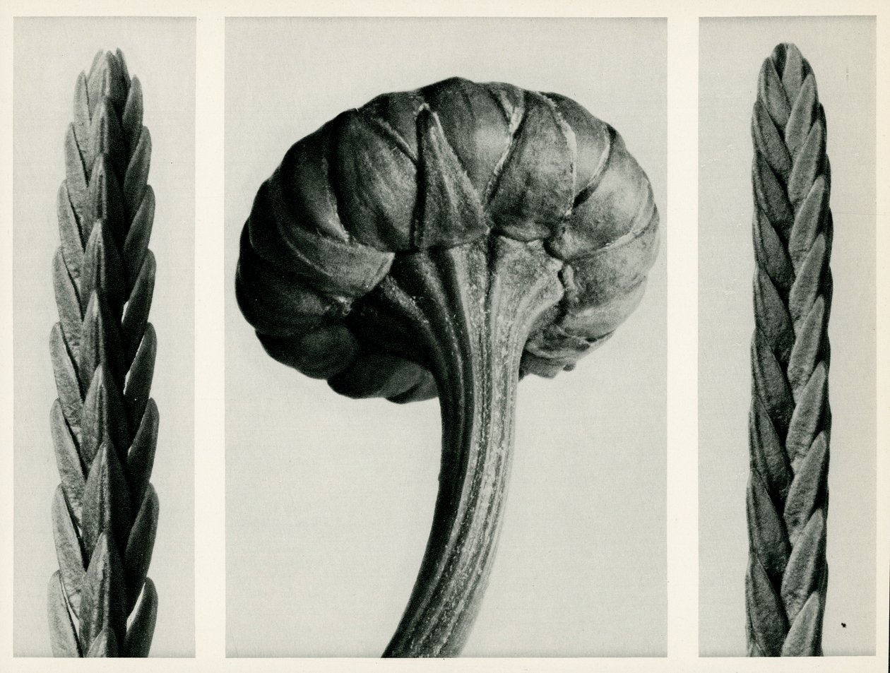 Kasjope Czworokąt. 1929 (fotograwiura) autorstwa Karl Blossfeldt