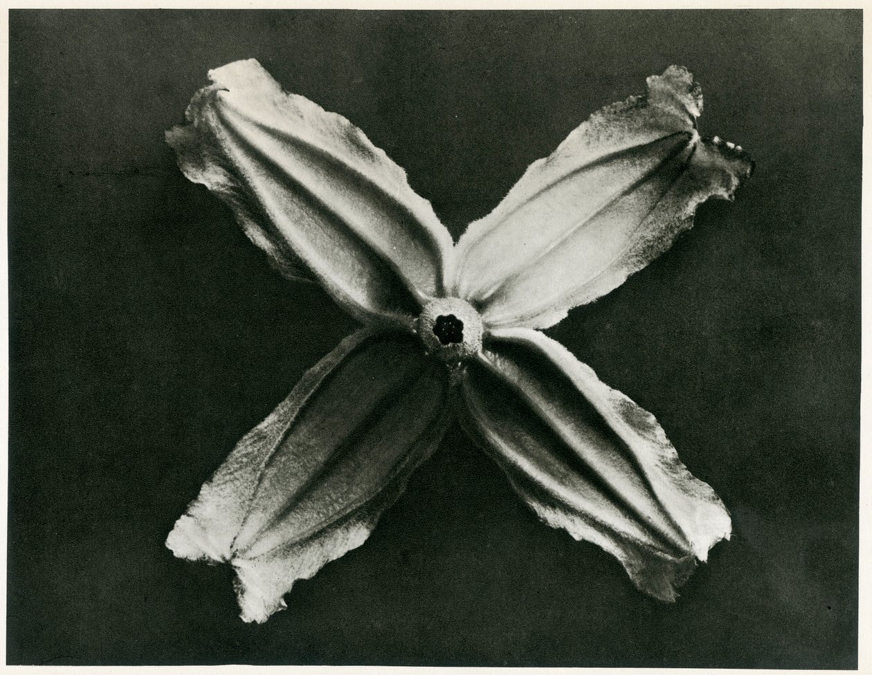 Clematis Integrifolia, 1929 (fotograwiura) autorstwa Karl Blossfeldt