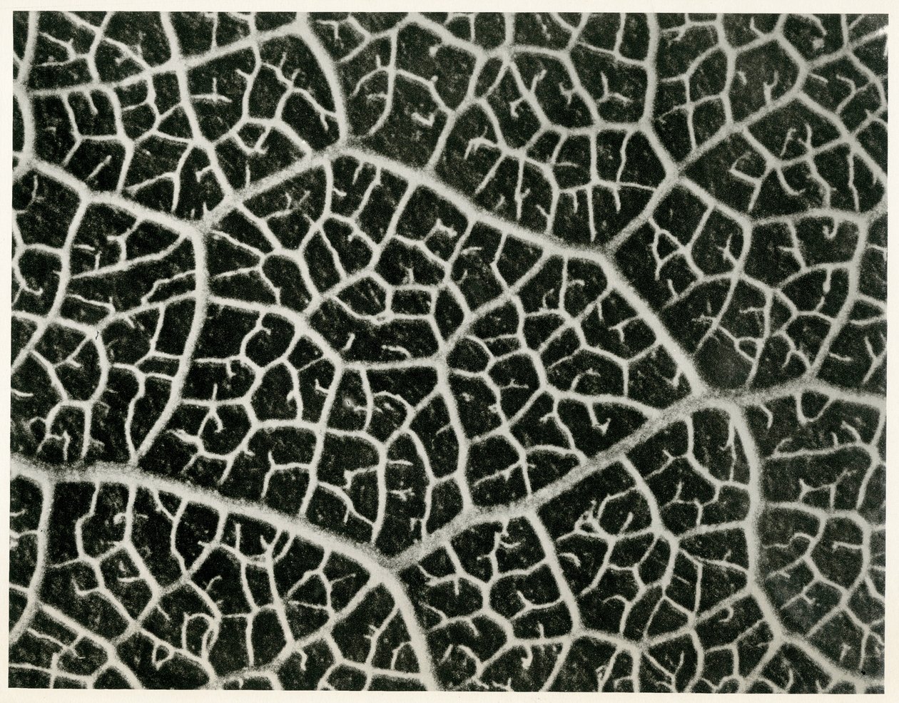 Columbia Blatt. 1929 (fotograwiura) autorstwa Karl Blossfeldt