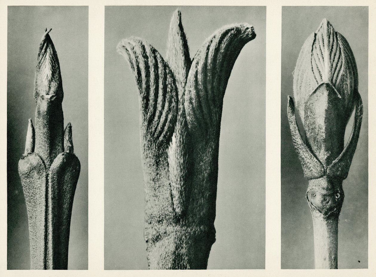Cornus Brachypoda. 1929 (fotograwiura) autorstwa Karl Blossfeldt