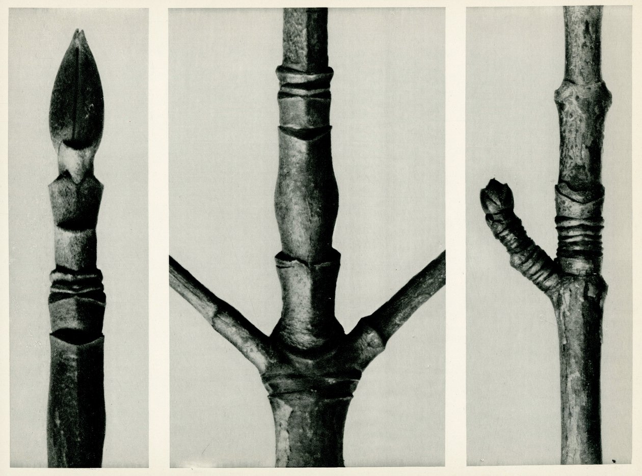 Cornus Nuttallii. 1929 (fotograwiura) autorstwa Karl Blossfeldt