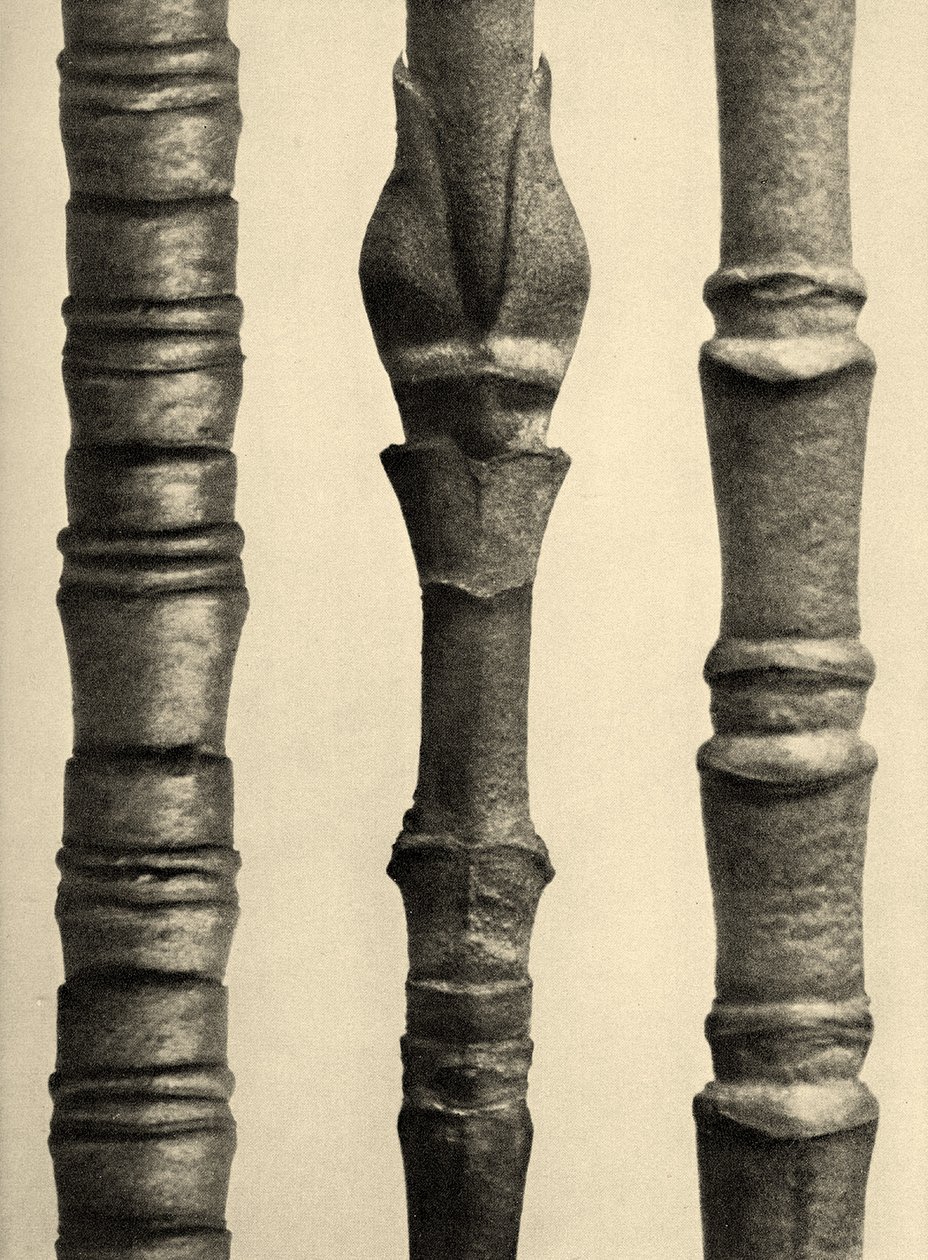 Cornus Nuttallii 1929 (fotograwiura) autorstwa Karl Blossfeldt