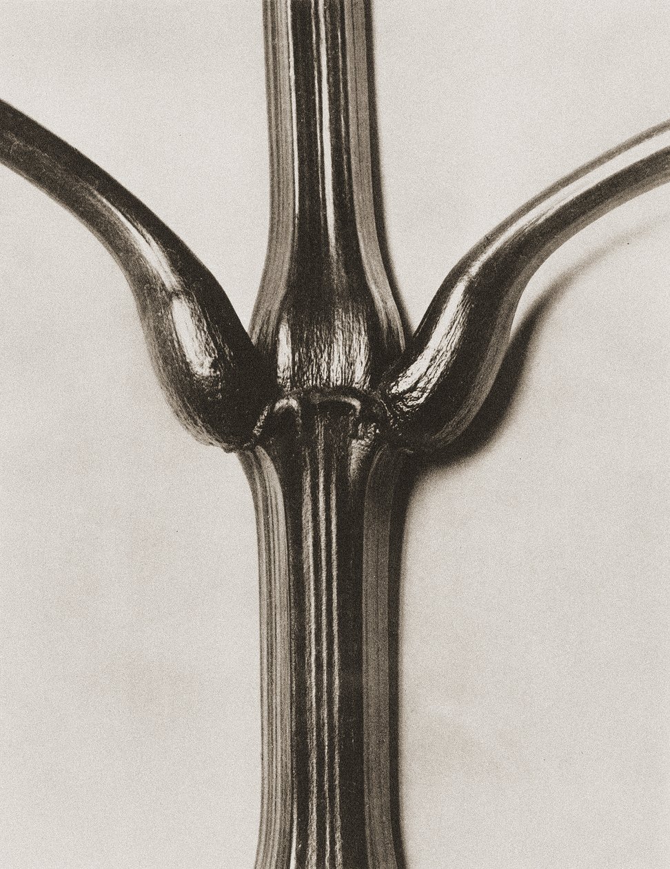 Impatiens glandulifera, 1929 (fotograwiura) autorstwa Karl Blossfeldt