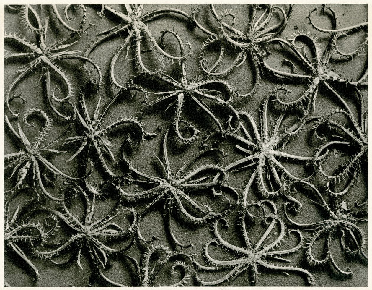 Koelpinia Linearis. 1929 (fotograwiura) autorstwa Karl Blossfeldt