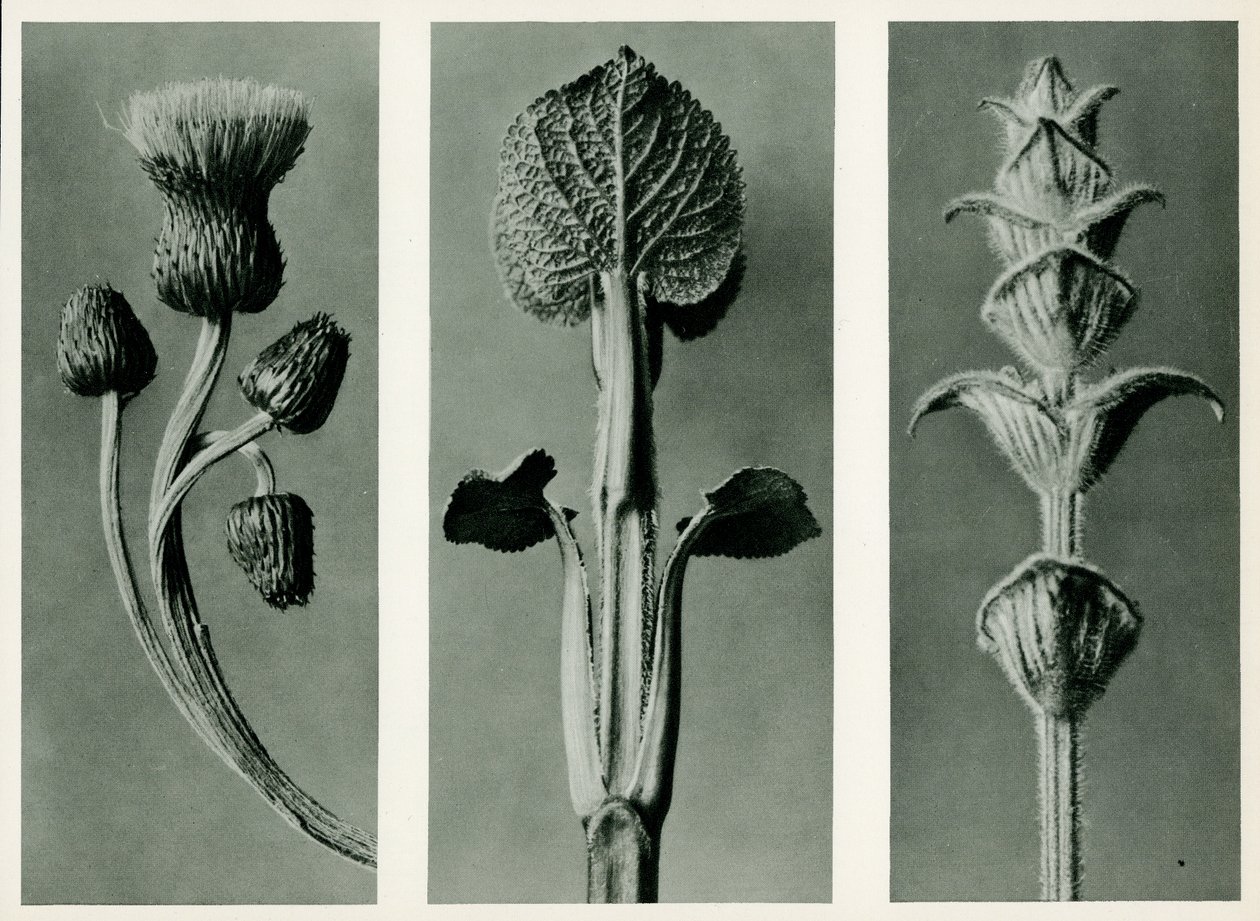 Badanie trzech gatunków roślin. 1929 (fotograwiura) autorstwa Karl Blossfeldt
