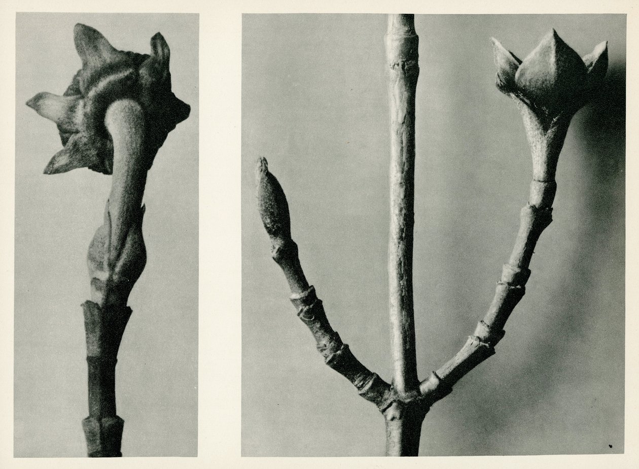 Badanie bez tytułu. 1929 (fotograwiura) autorstwa Karl Blossfeldt