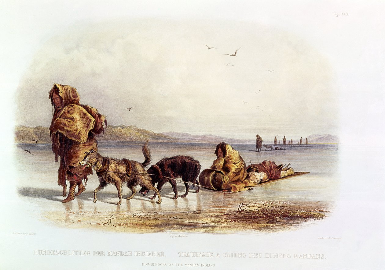 Psie zaprzęgi Indian Mandan autorstwa Karl Bodmer